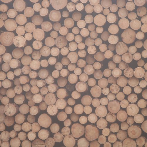 a shot of tree trunks of various shapes and sizes with rings to indicate different ages